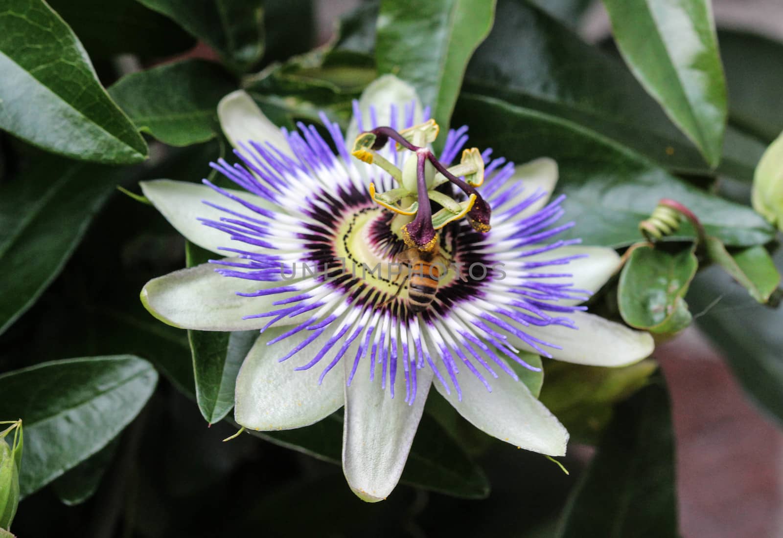 close up of Passiflora caerulea, the blue passionflower, bluecrown passionflower or common passion flower, blooming in garden