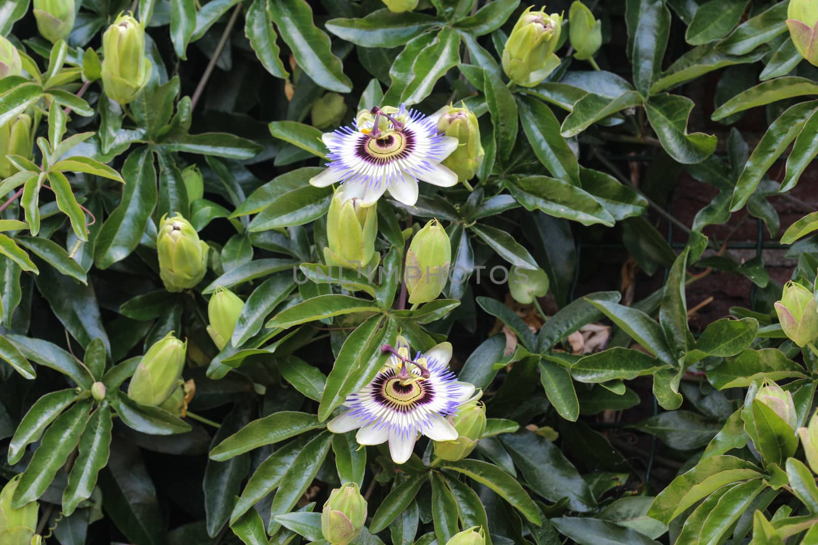 close up of Passiflora caerulea, the blue passionflower, bluecrown passionflower or common passion flower, blooming in garden
