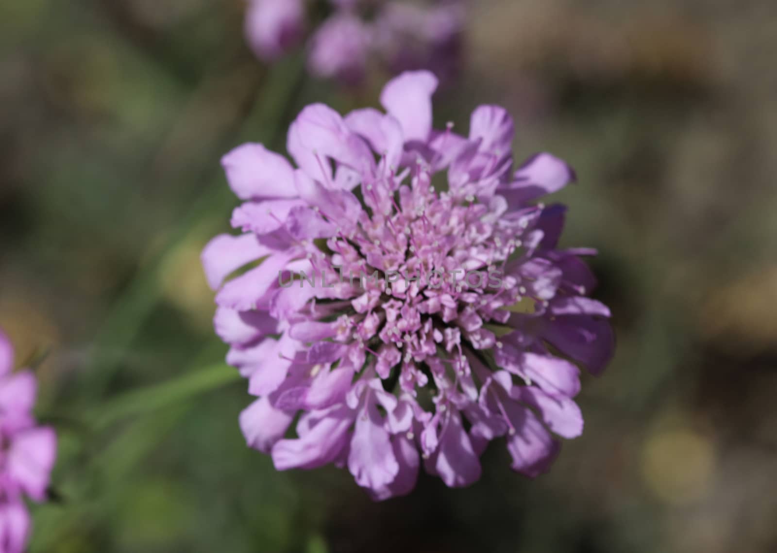 close up of Knautia arvensis flower, commonly known as field scabious blooming during spring