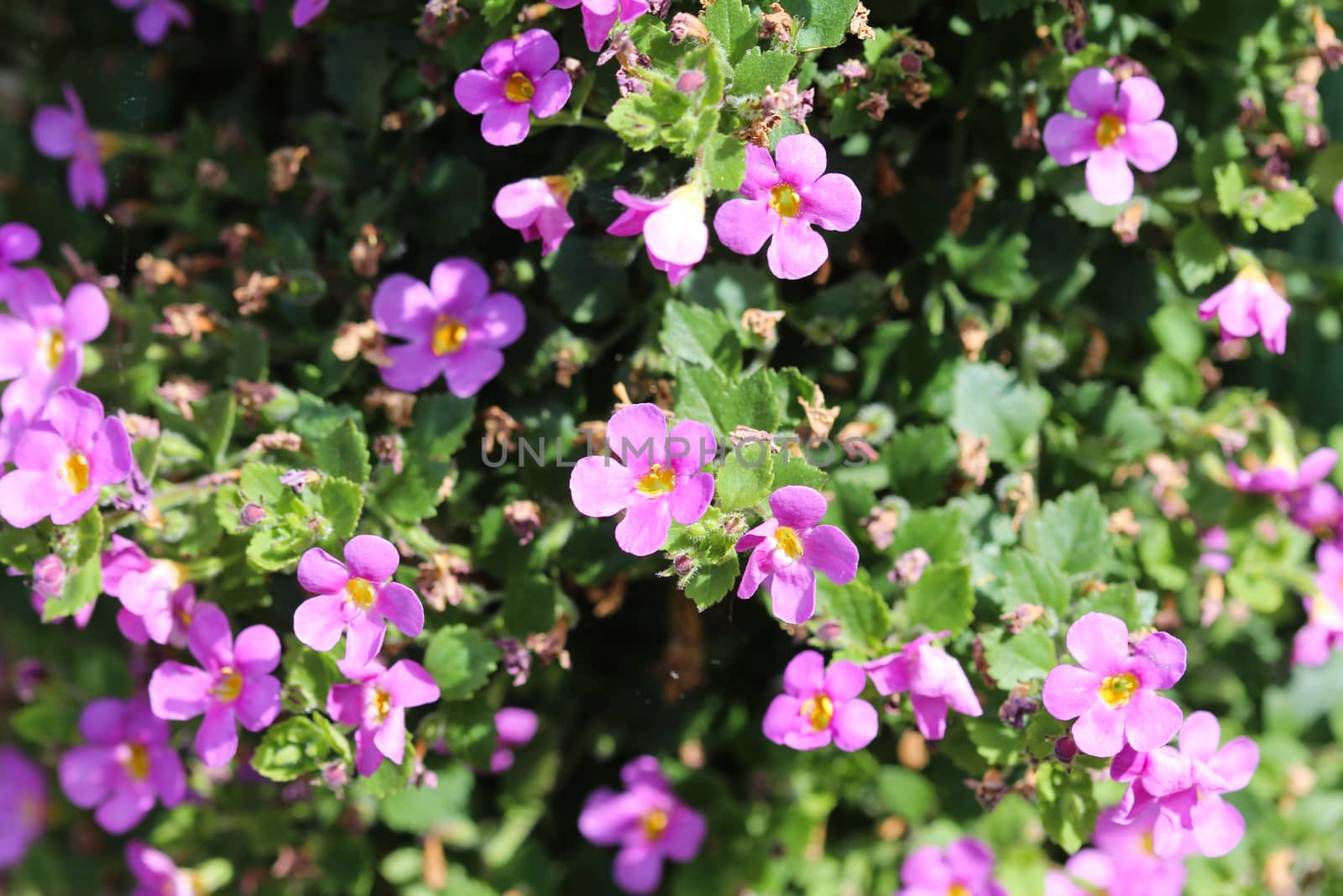 close up of Aubrieta deltoidea, also know as lilacbush, purple rock cress and rainbow rock cress