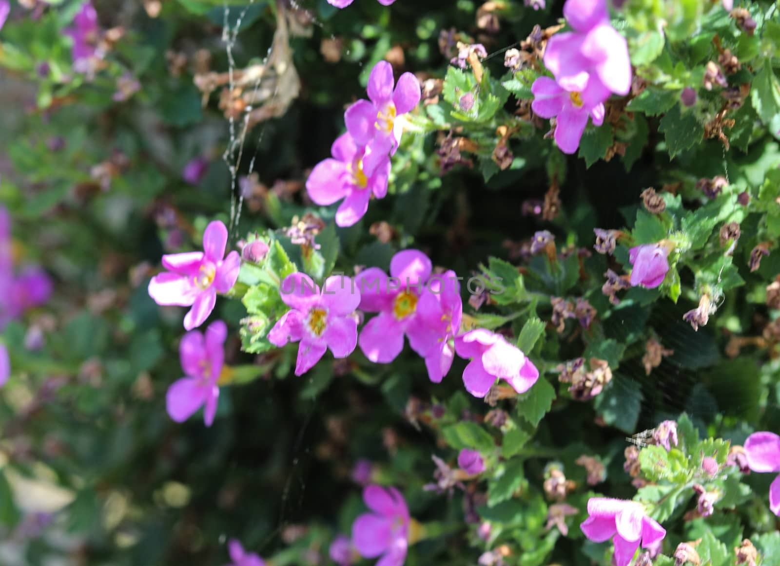 close up of Aubrieta deltoidea, also know as lilacbush, purple rock cress and rainbow rock cress