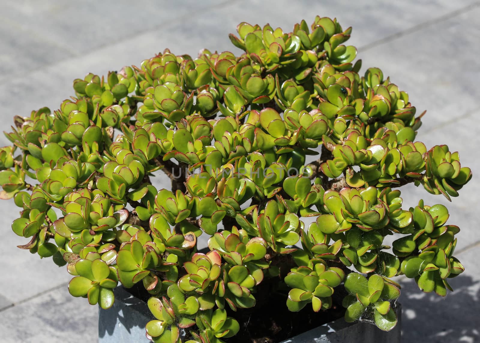 close up of Crassula ovata, commonly known as jade plant, lucky plant, money plant or money tree