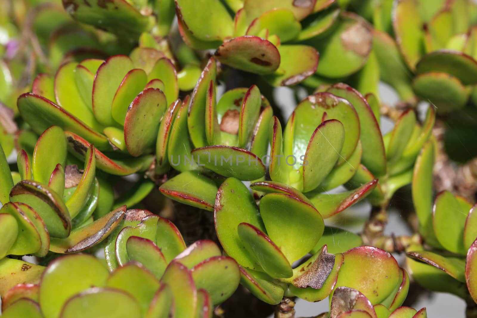 close up of Crassula ovata, commonly known as jade plant, lucky plant, money plant or money tree