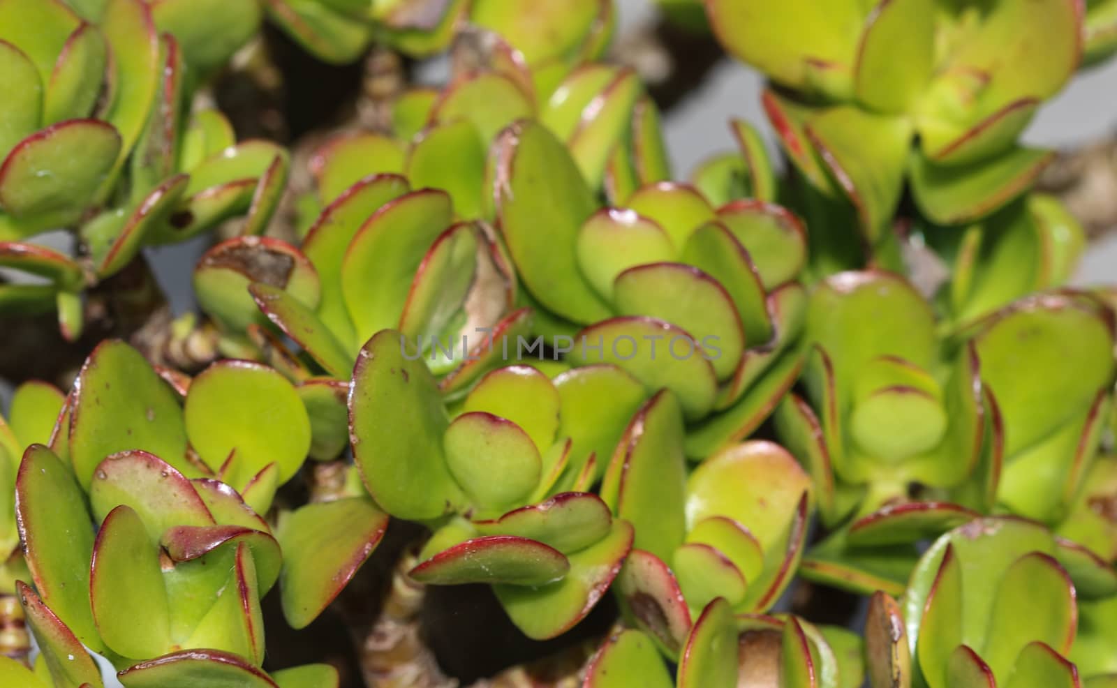 close up of Crassula ovata, commonly known as jade plant, lucky plant, money plant or money tree