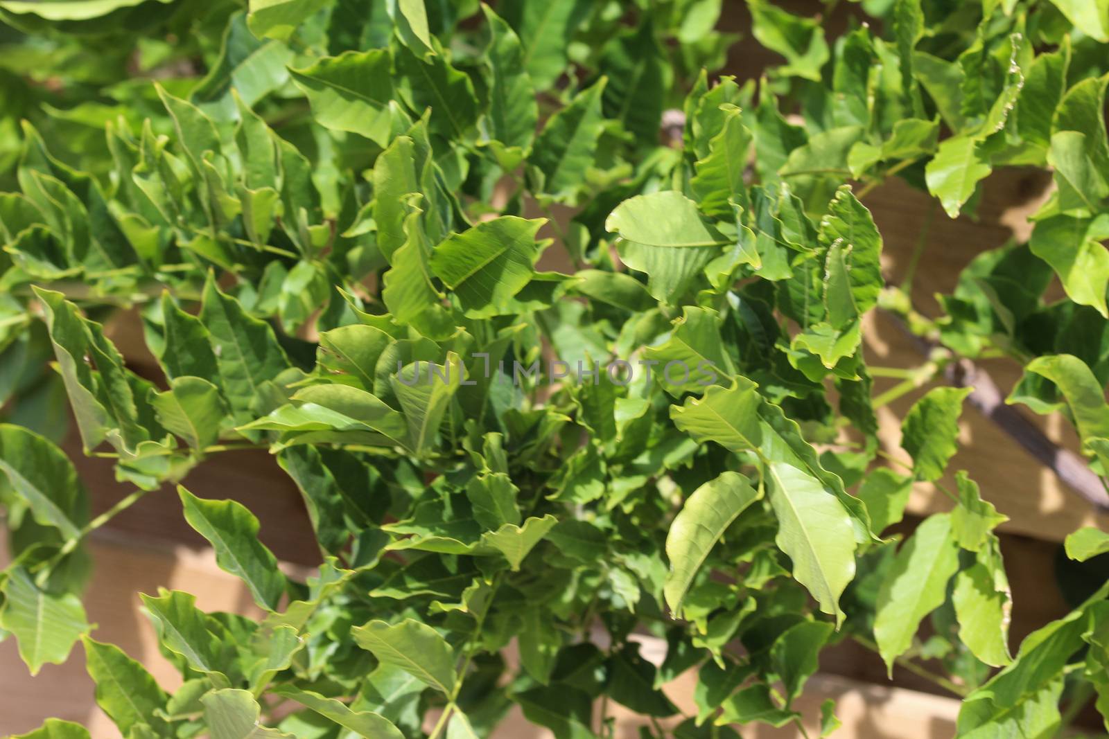 close up of Wisteria sinensis (Chinese wisteria) leaves in garden