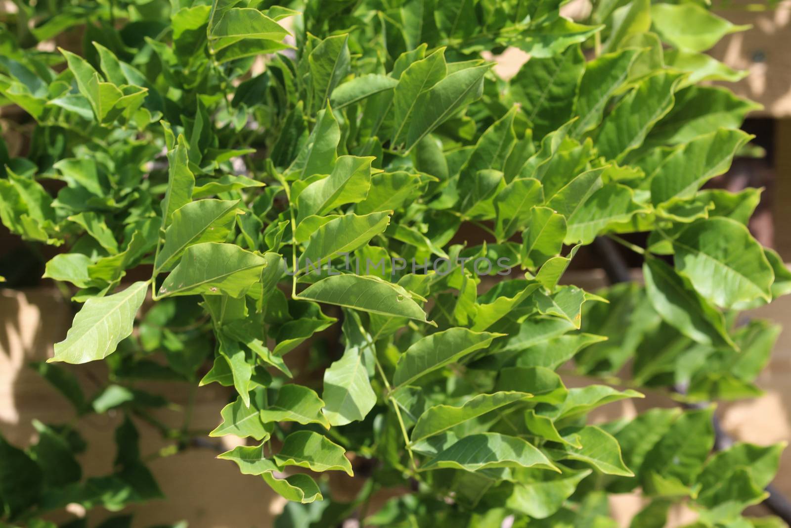 close up of Wisteria sinensis (Chinese wisteria) leaves in garden