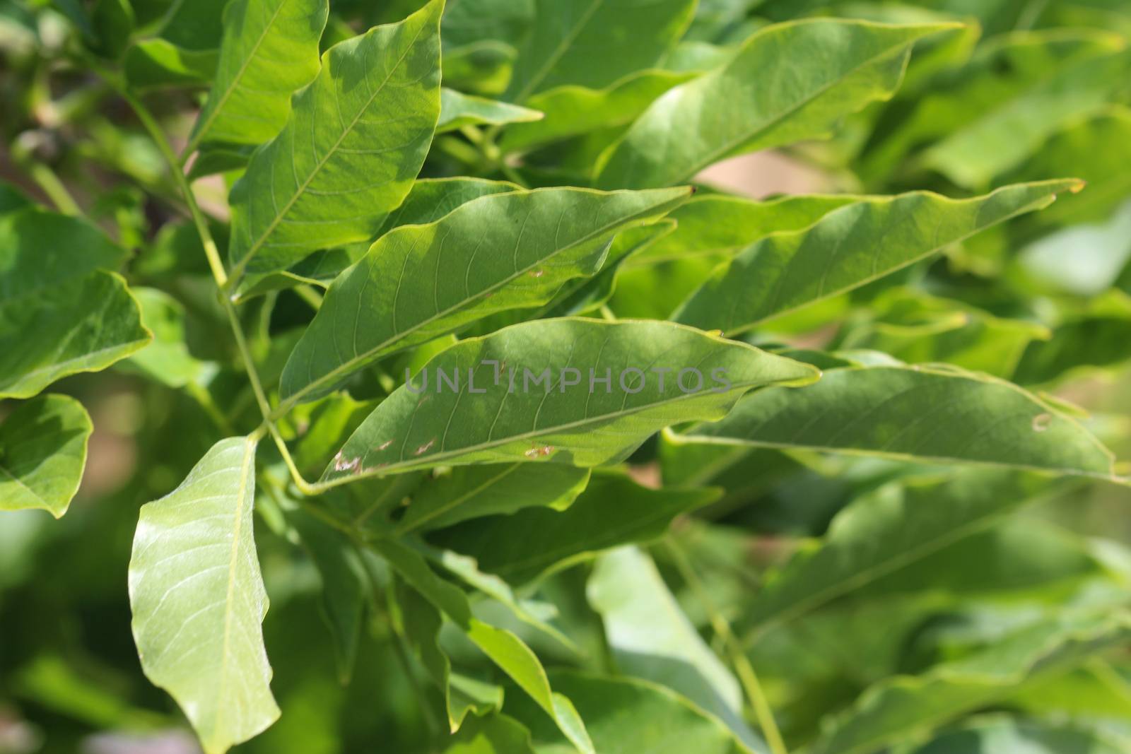 close up of Wisteria sinensis (Chinese wisteria) leaves in garden