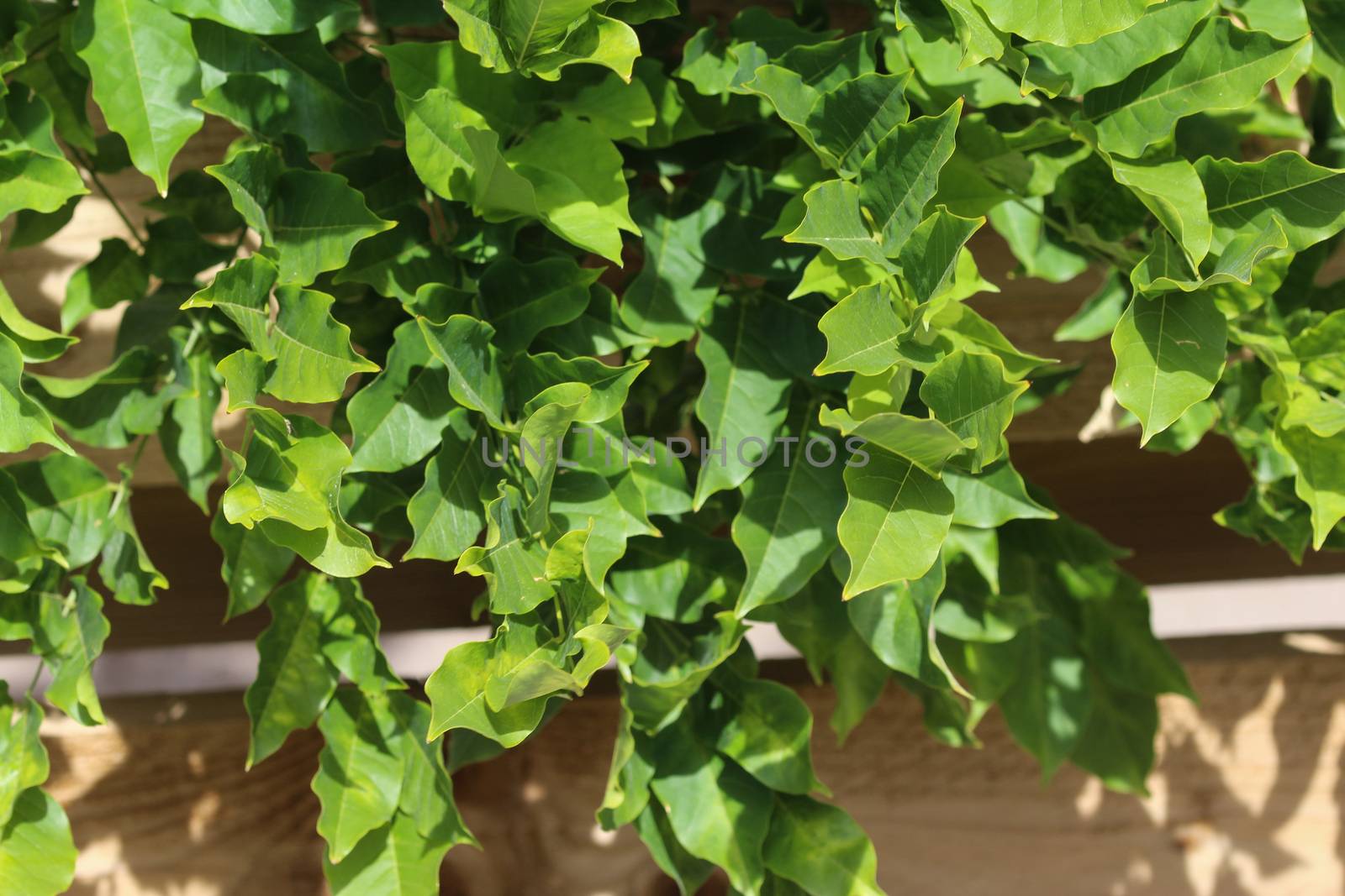 close up of Wisteria sinensis (Chinese wisteria) leaves in garden