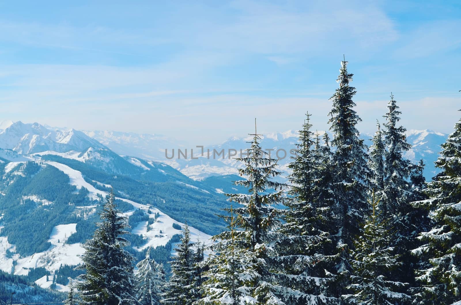 Snowy Trees in The Mountains of Flachau Austria