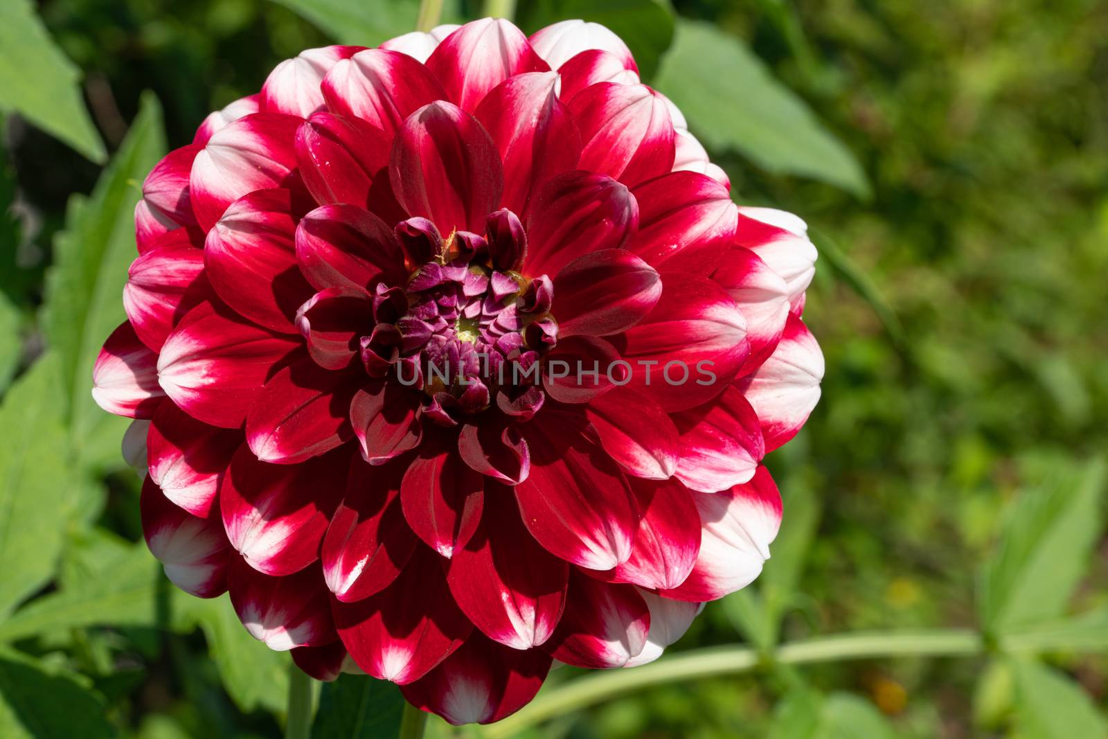 Dahlia (Dahlia), flowers of summer