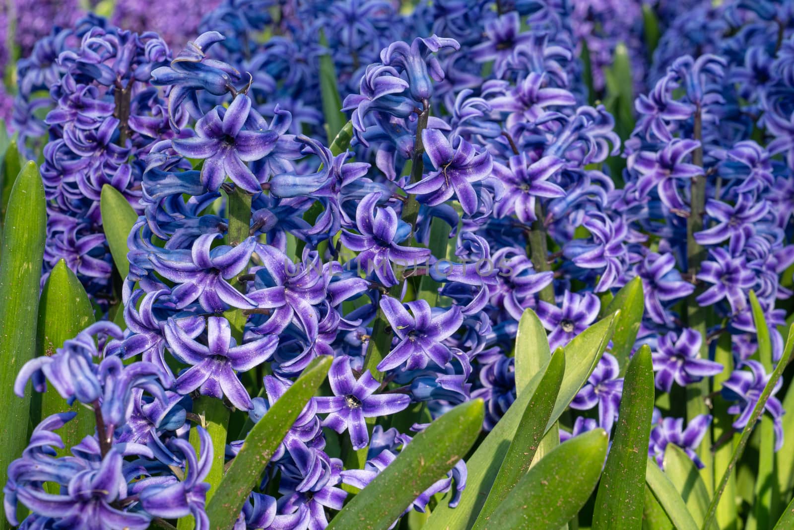 Common Hyacinth (Hyacinthus orientalis), flowers of springtime