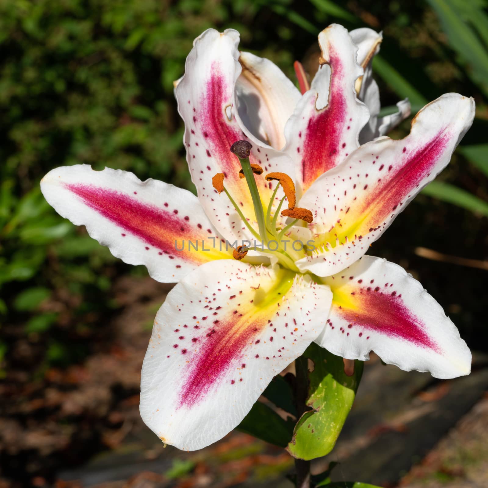 Asian Lily (Lilium asiatic), close up of the flower head