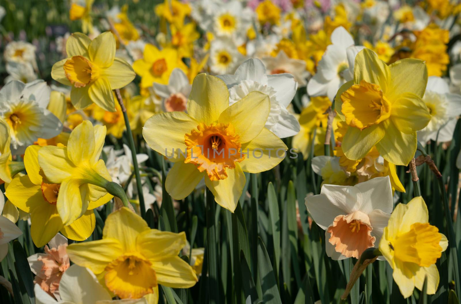 Daffodil (Narcissus), flowers of springtime