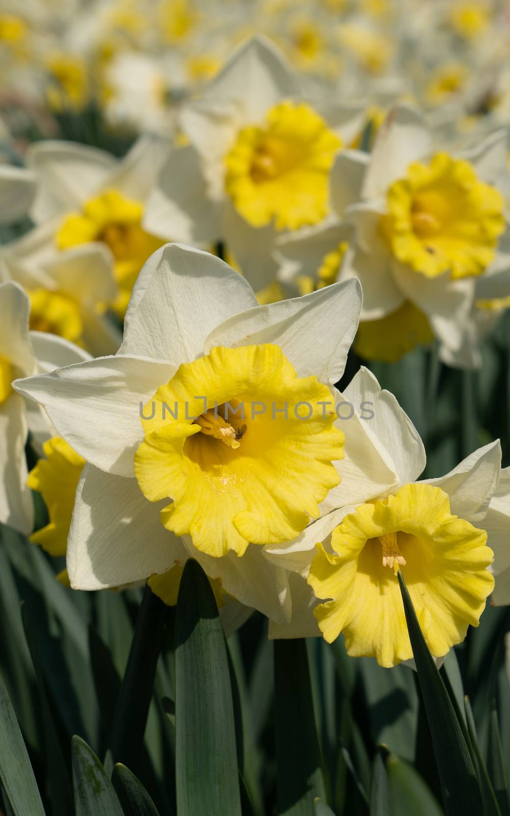 Daffodil (Narcissus), flowers of springtime