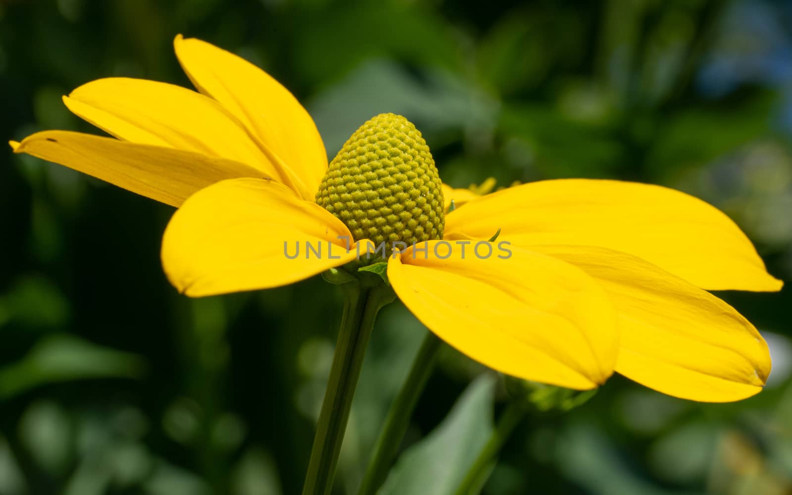 Shiny Coneflower (Rudbeckia nitida), flowers of summer