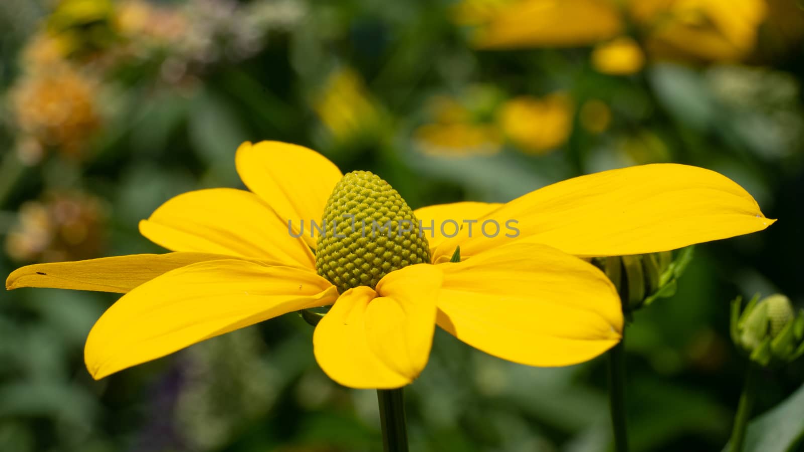 Shiny Coneflower (Rudbeckia nitida), flowers of summer