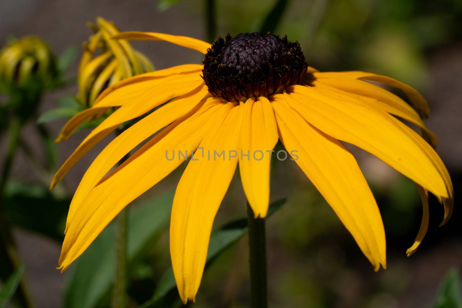 Orange Coneflower 'Goldsturm' (Rudbeckia fulgida), flowers of summer