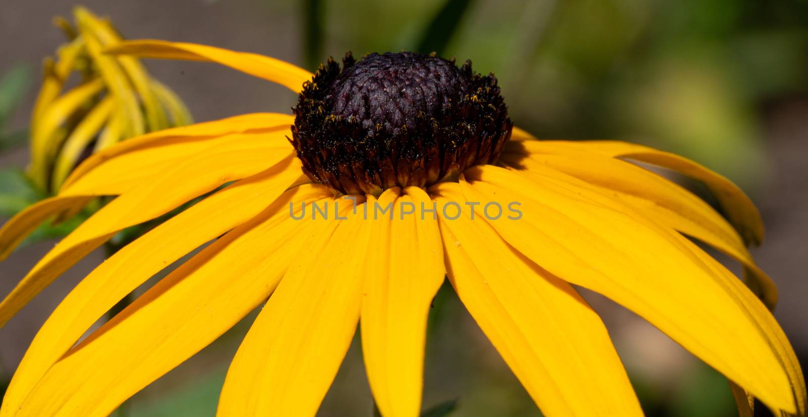 Orange Coneflower 'Goldsturm' (Rudbeckia fulgida), flowers of summer