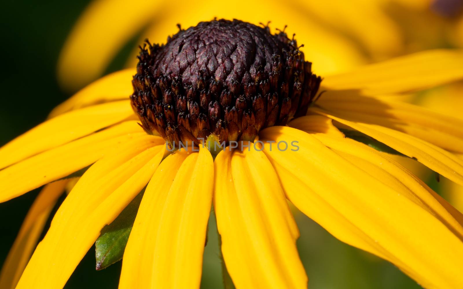 Orange Coneflower 'Goldsturm' (Rudbeckia fulgida), flowers of summer