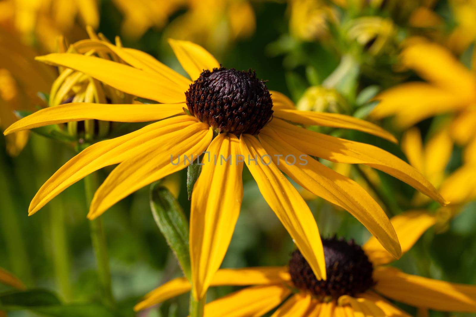Orange Coneflower 'Goldsturm' (Rudbeckia fulgida), flowers of summer