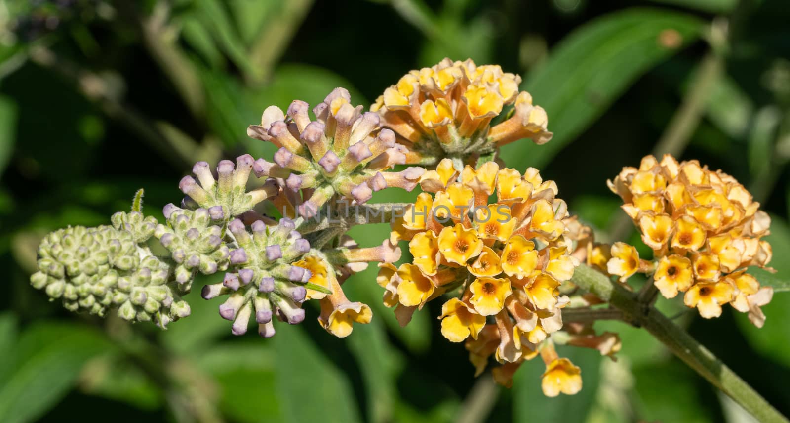 Buddleja Sungold (Buddleja weyeriana), flowers of summer
