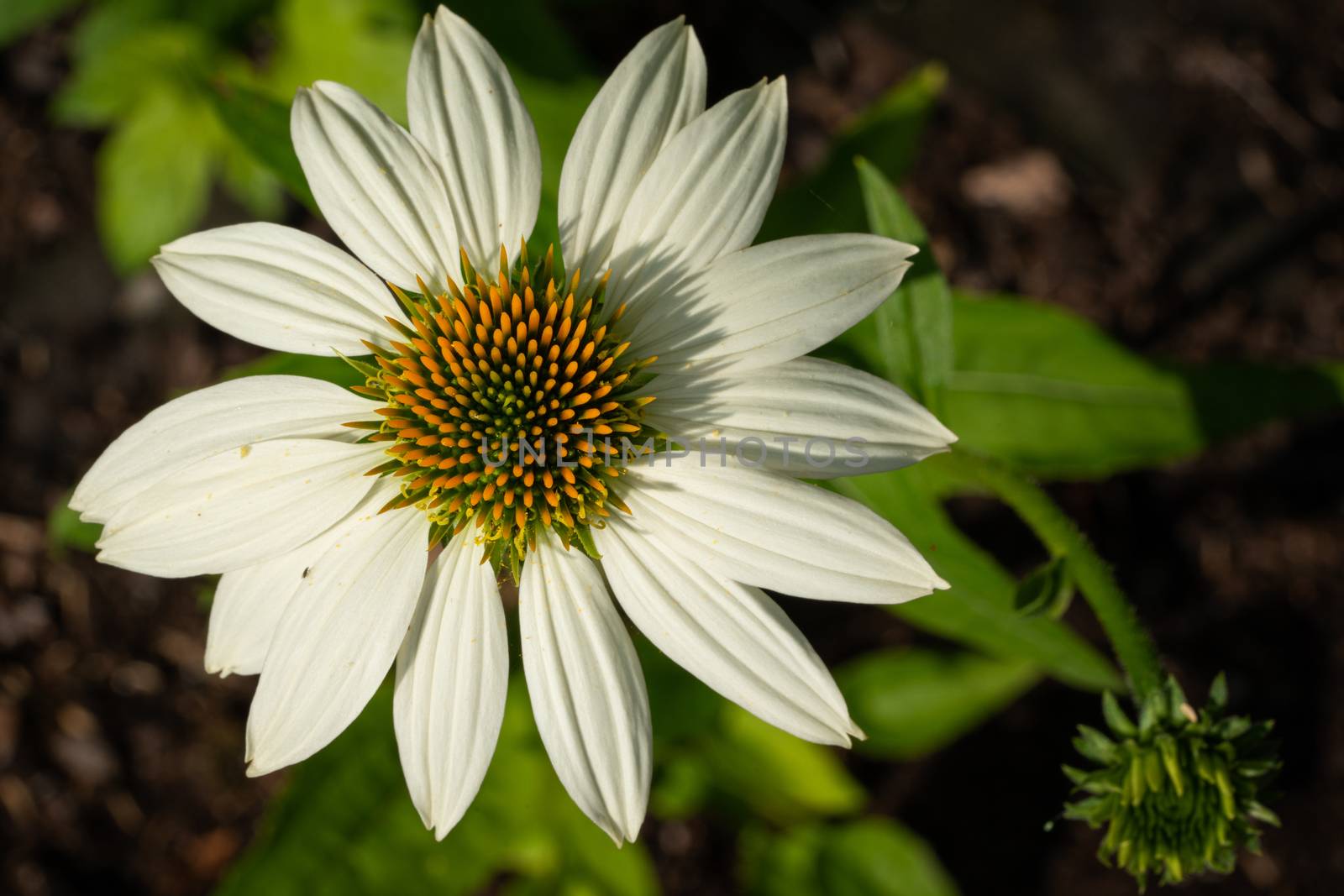 Coneflower (Echinacea purpurea), flowers of summer