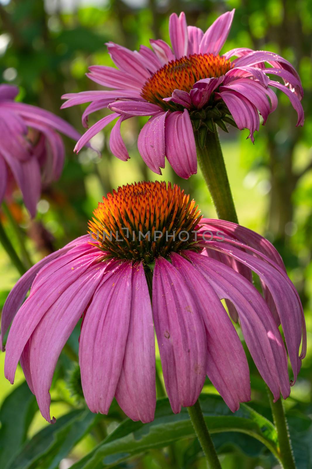 Coneflower (Echinacea purpurea), flowers of summer