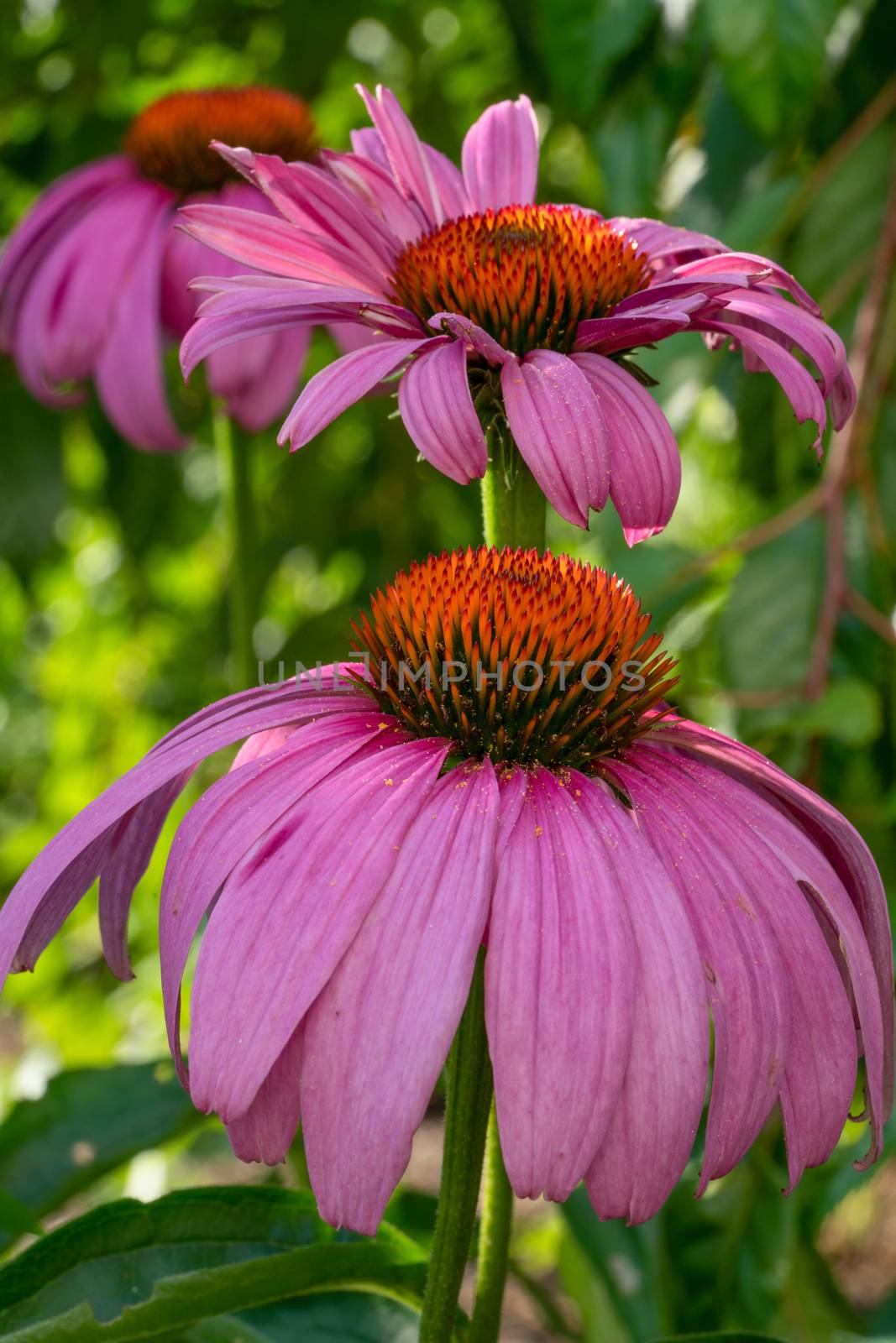 Coneflower (Echinacea purpurea), flowers of summer