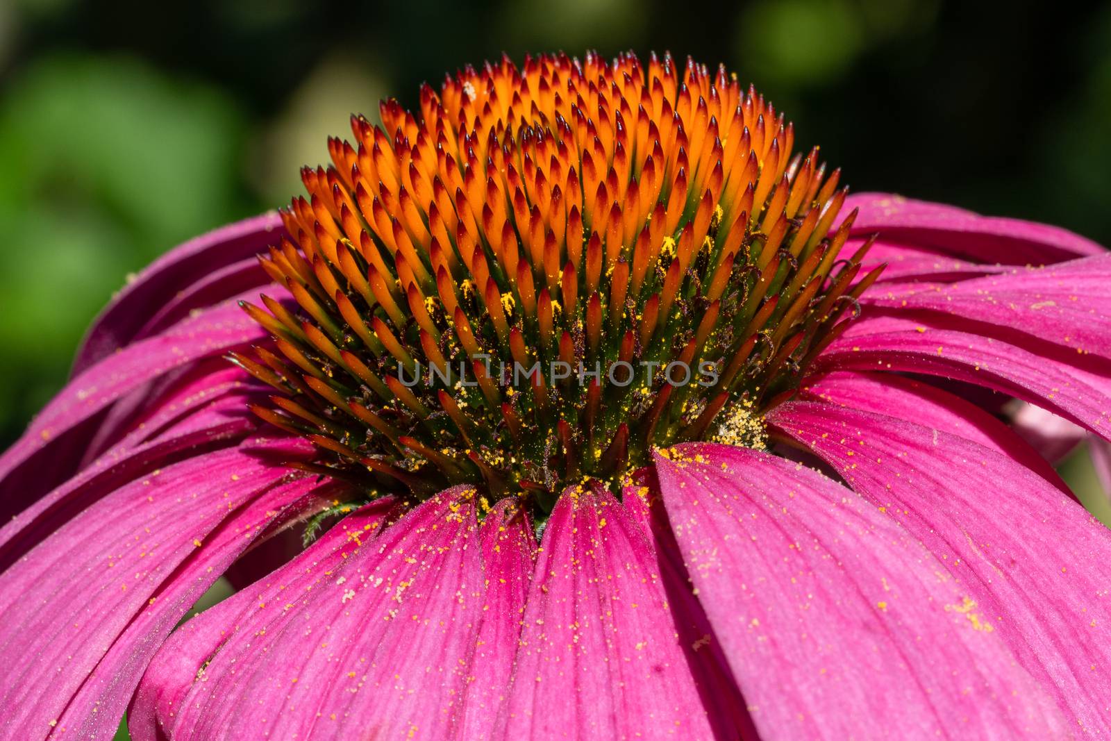Coneflower (Echinacea purpurea), flowers of summer