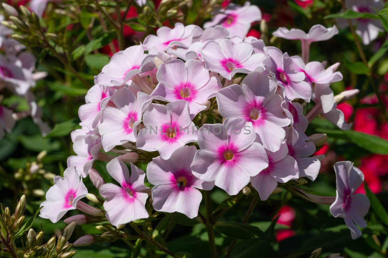 Garden Phlox (Phlox paniculata), flowers of summer