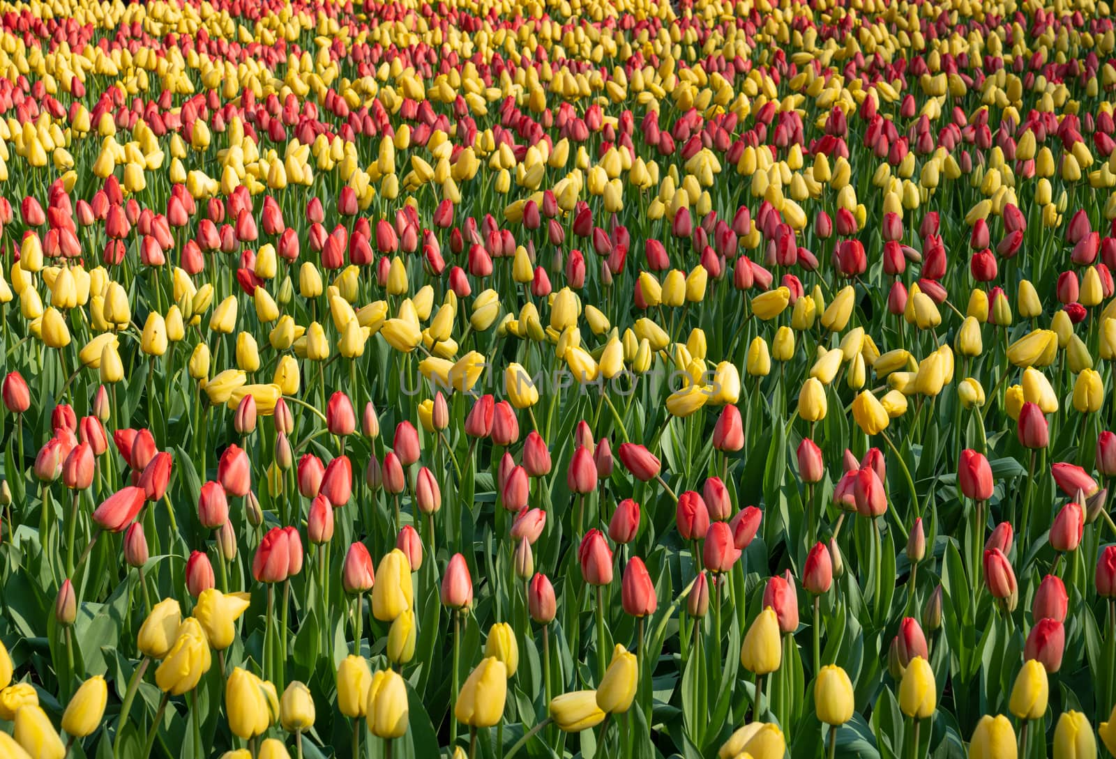 Tulip (Tulipa), close up of the flower of spring