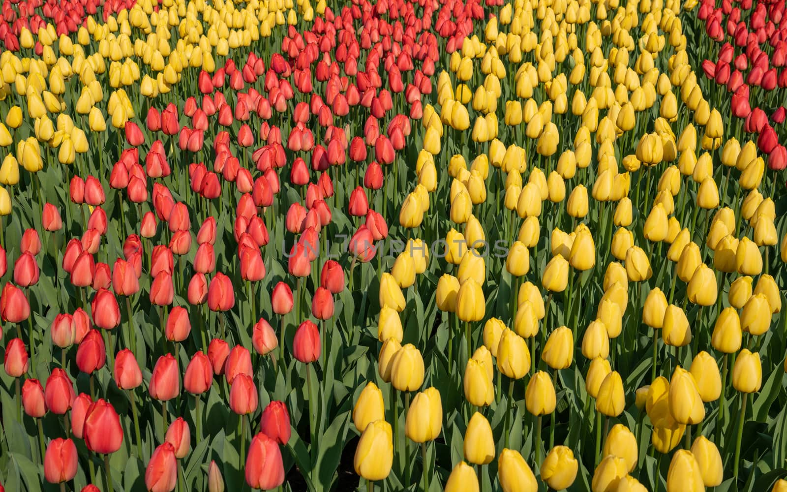 Tulip (Tulipa), close up of the flower of spring