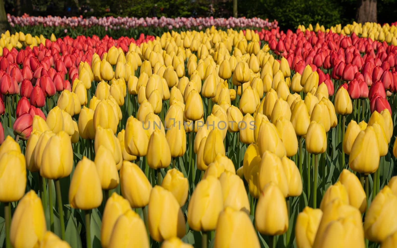 Tulip (Tulipa), close up of the flower of spring