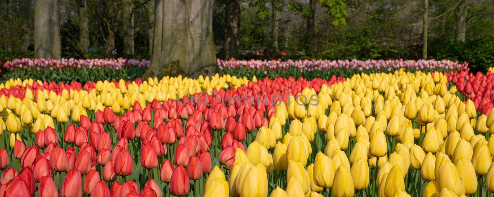 Tulip (Tulipa), close up of the flower of spring