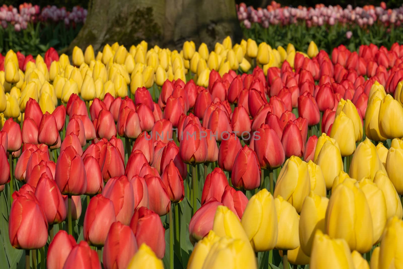 Tulip (Tulipa), close up of the flower of spring