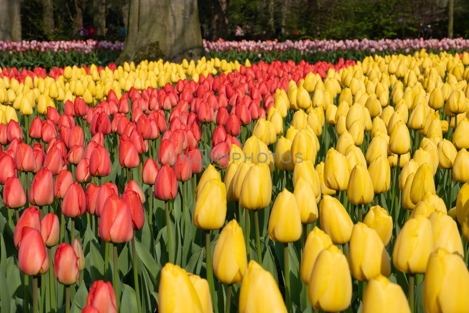 Tulip (Tulipa), close up of the flower of spring