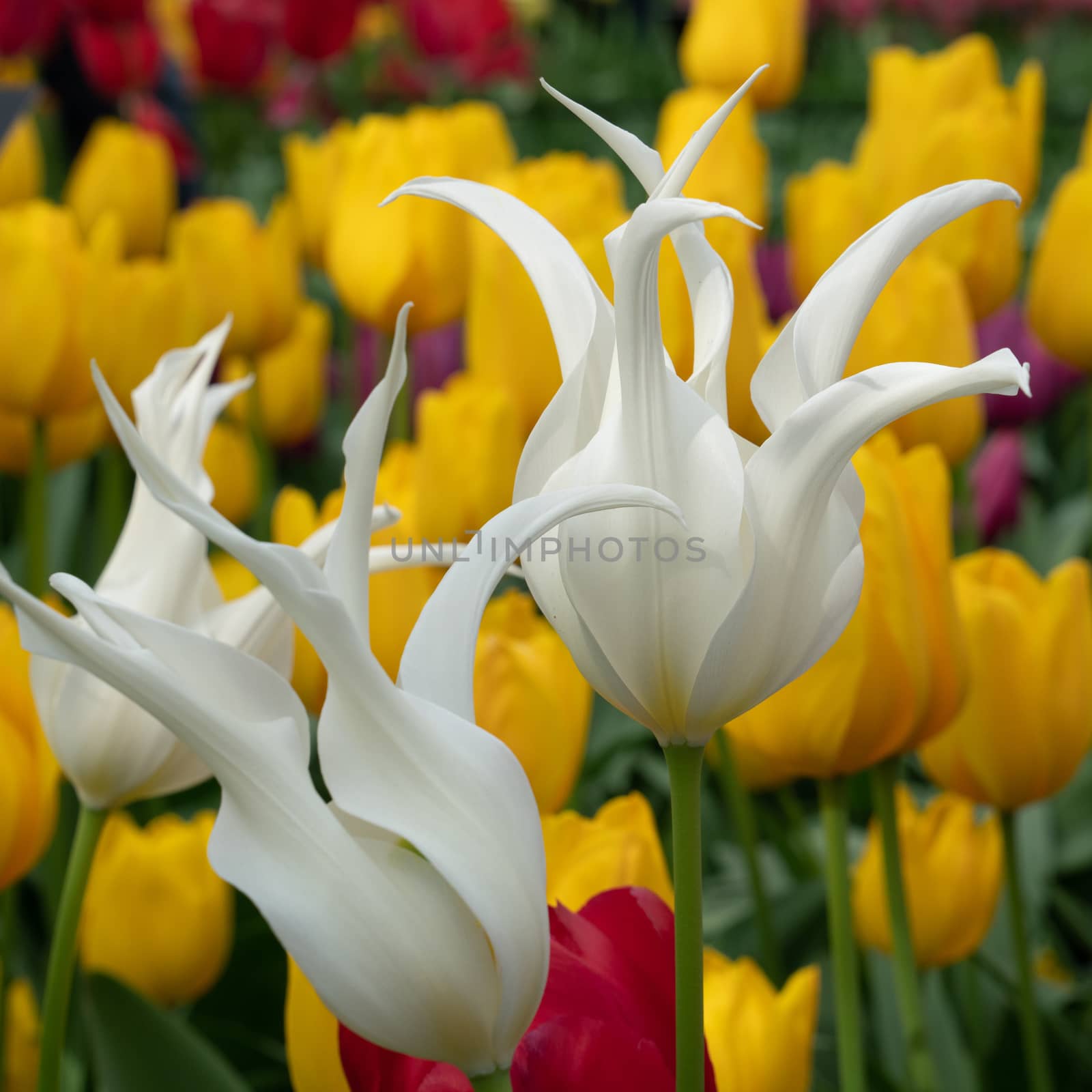 Tulip (Tulipa), close up of the flower of spring