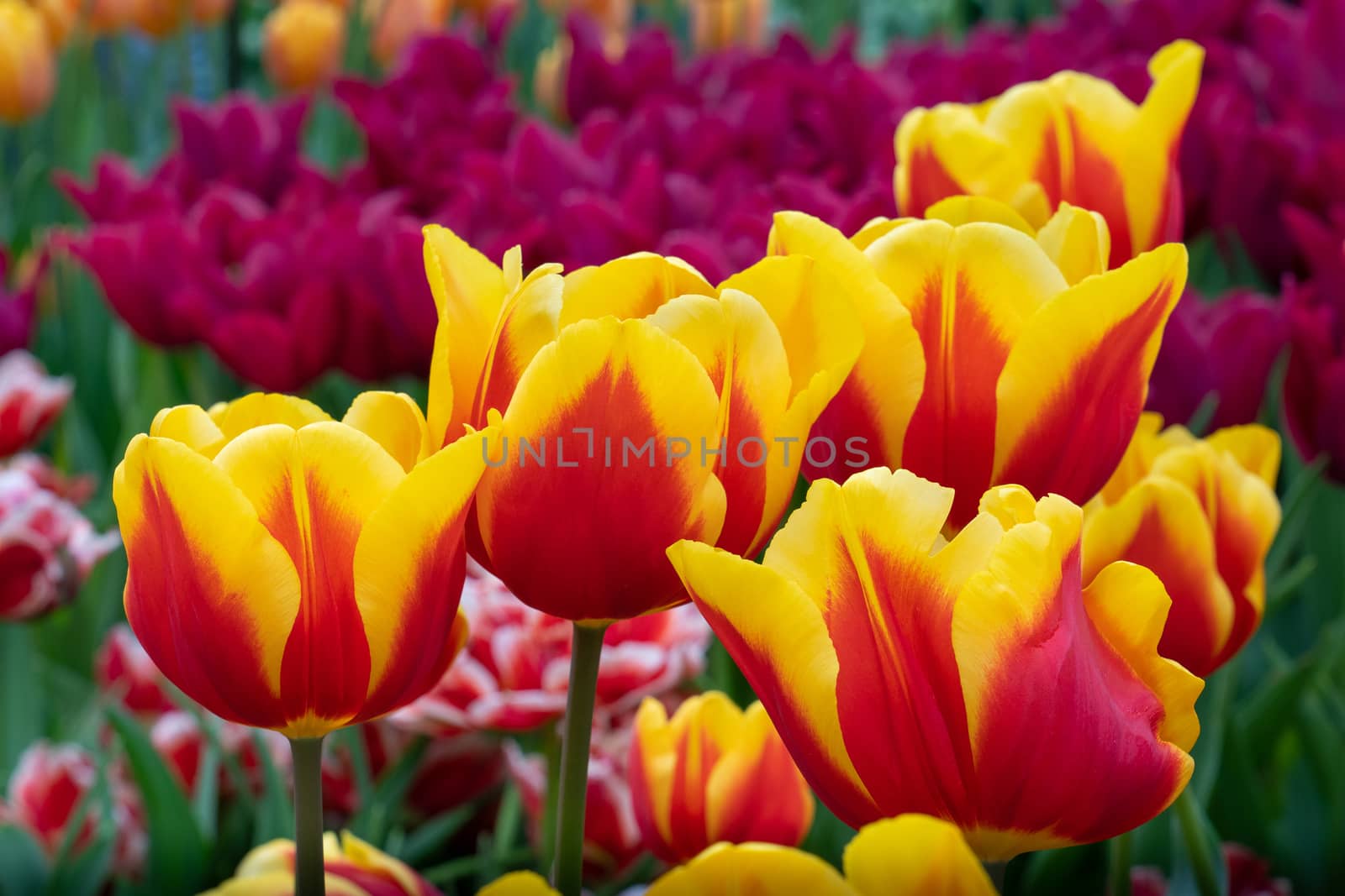 Tulip (Tulipa), close up of the flower of spring