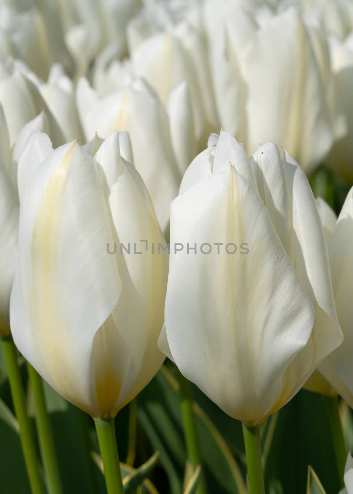 Tulip (Tulipa), close up of the flower of spring