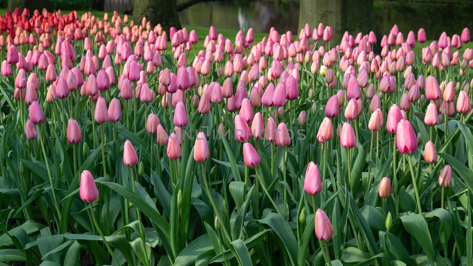 Tulip (Tulipa), close up of the flower of spring
