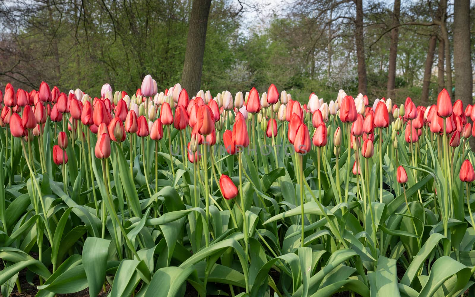 Tulip (Tulipa), close up of the flower of spring