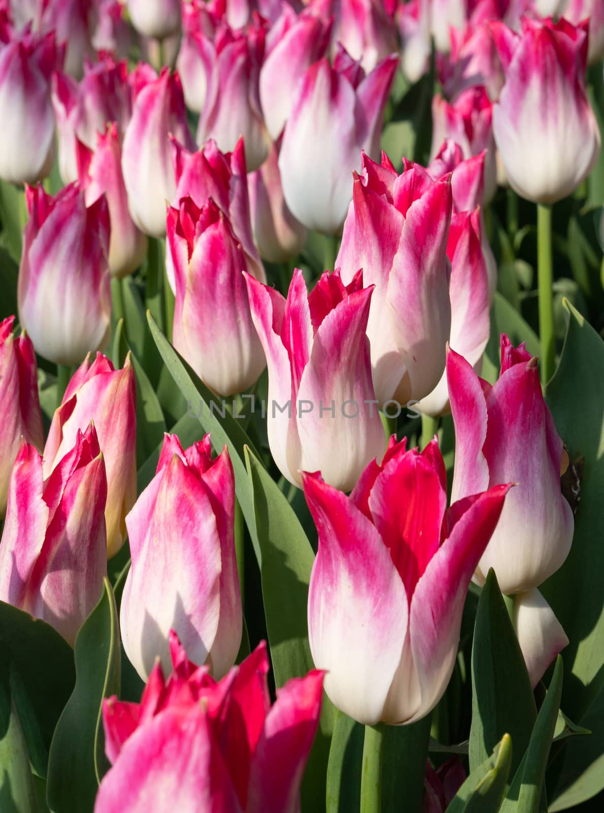 Tulip (Tulipa), close up of the flower of spring