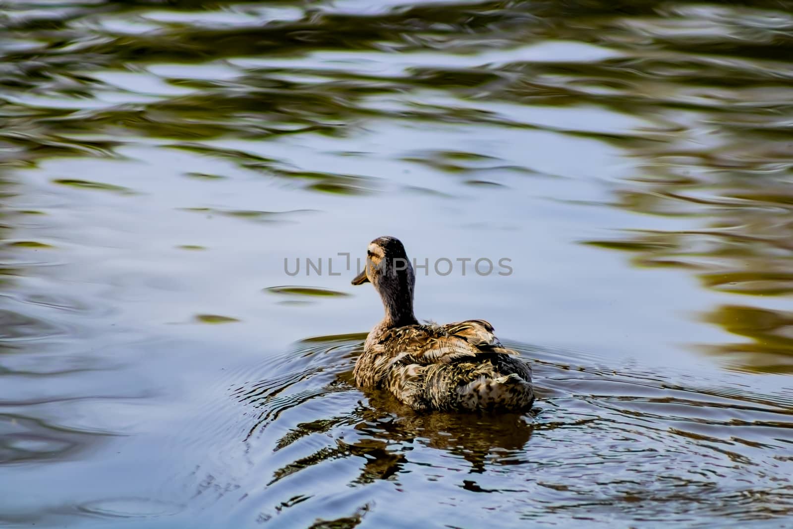 Ducks in freedom in the natural landscape of Nules
