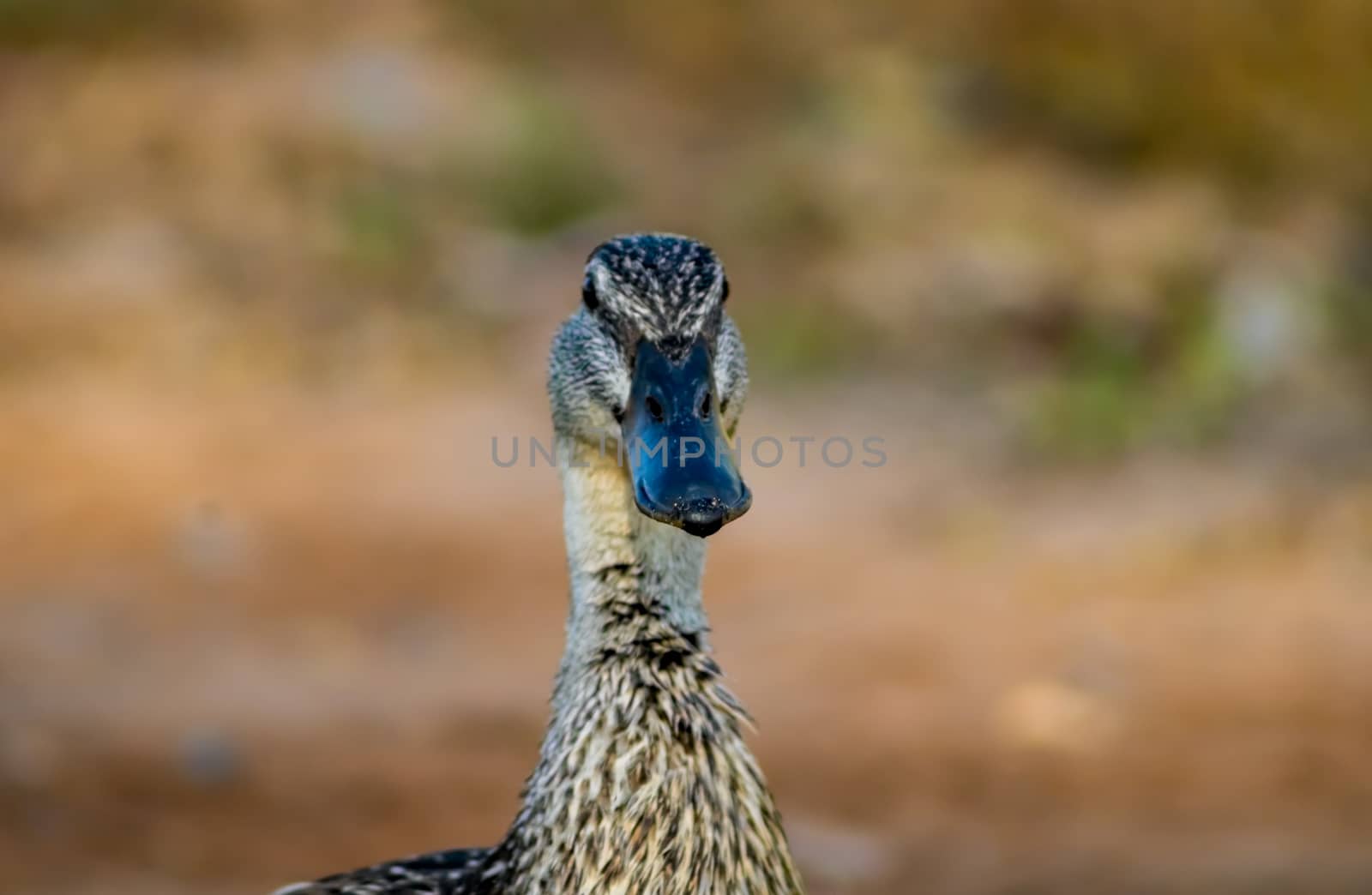Ducks in freedom in the natural landscape of Nules