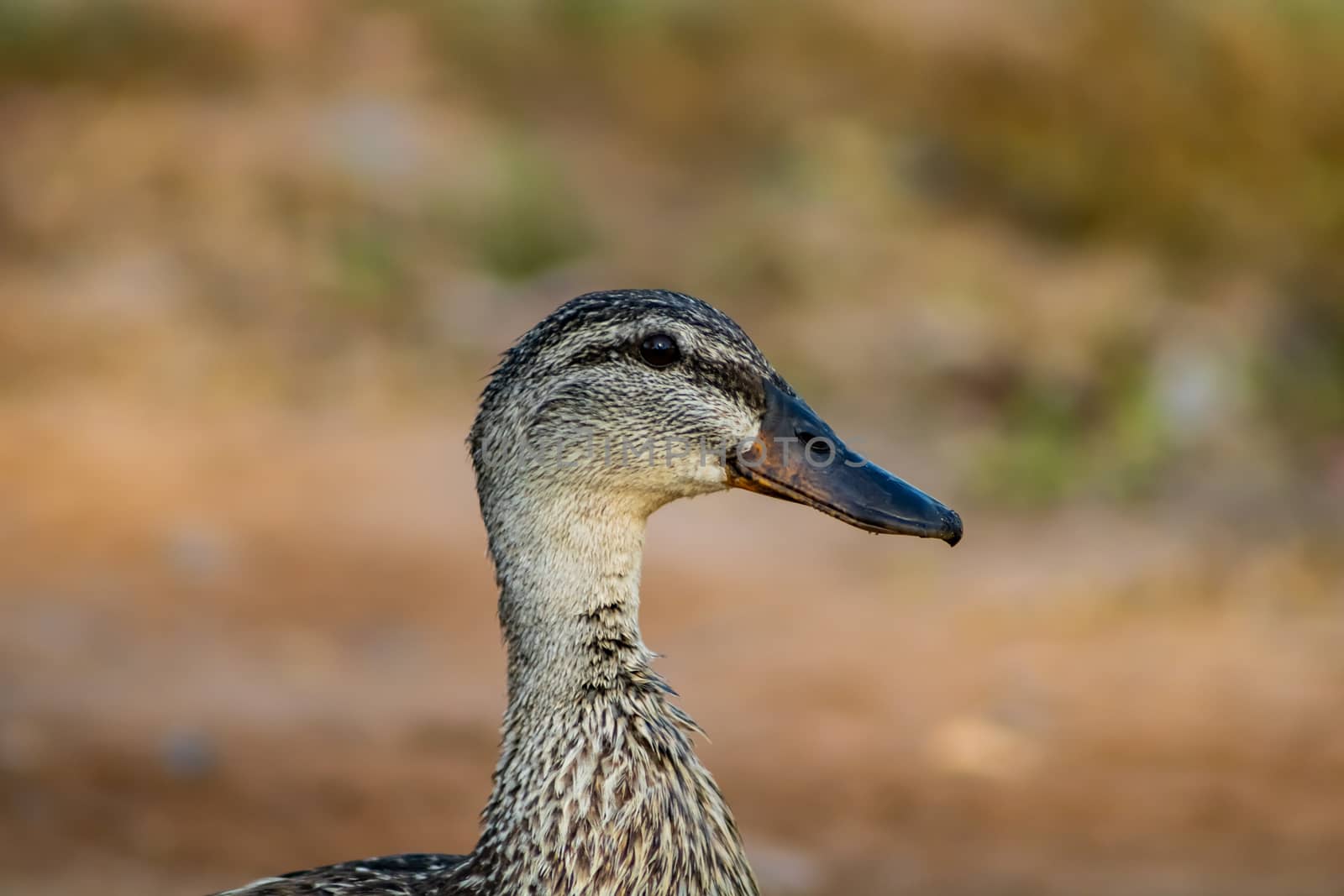 Ducks in freedom in the natural landscape of Nules