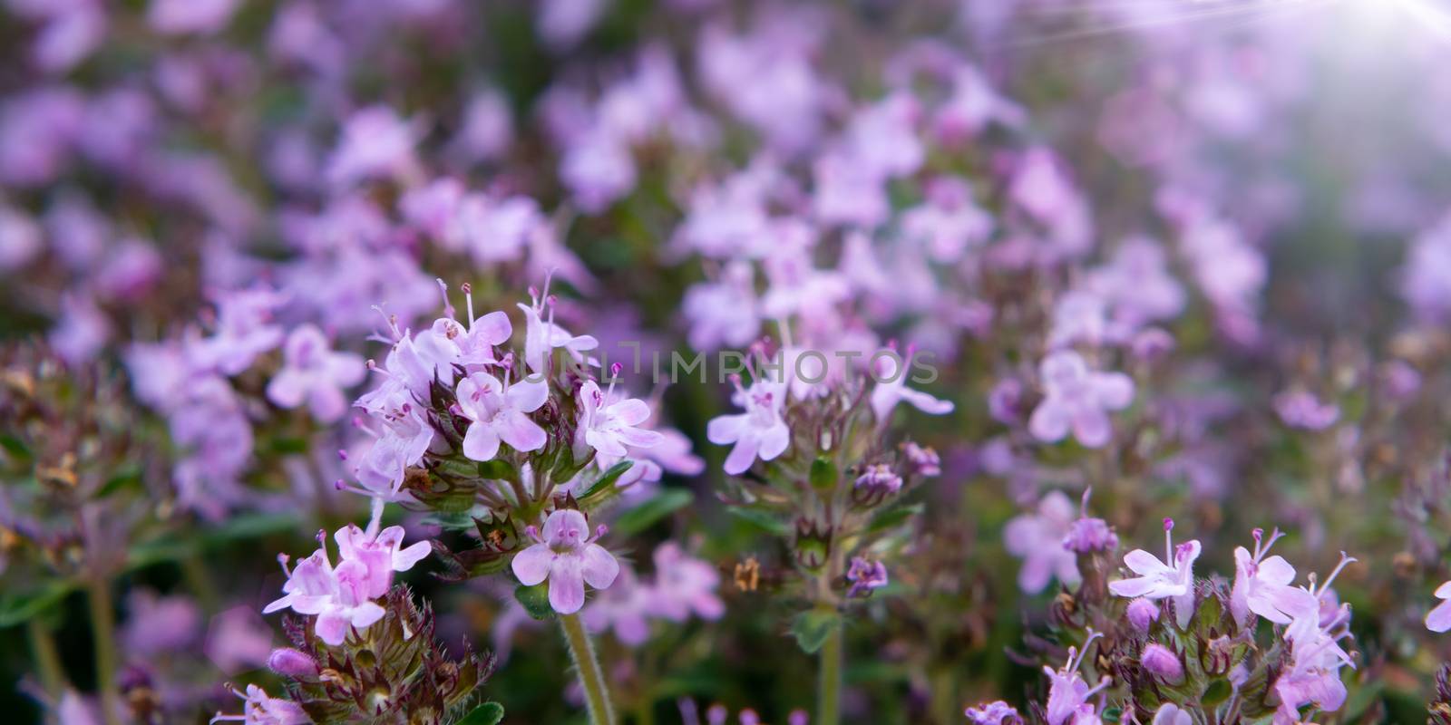 Groundcover blooming purple flowers thyme creeping on a bed in the garden, cose up, soft selective focus.