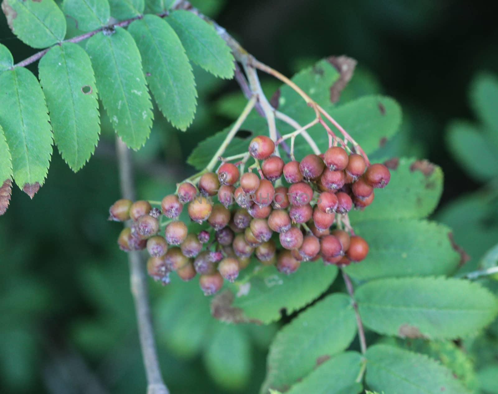 close up of wild berries hanging on a tree from Sorbus aucuparia, commonly called rowan and mountain ash
