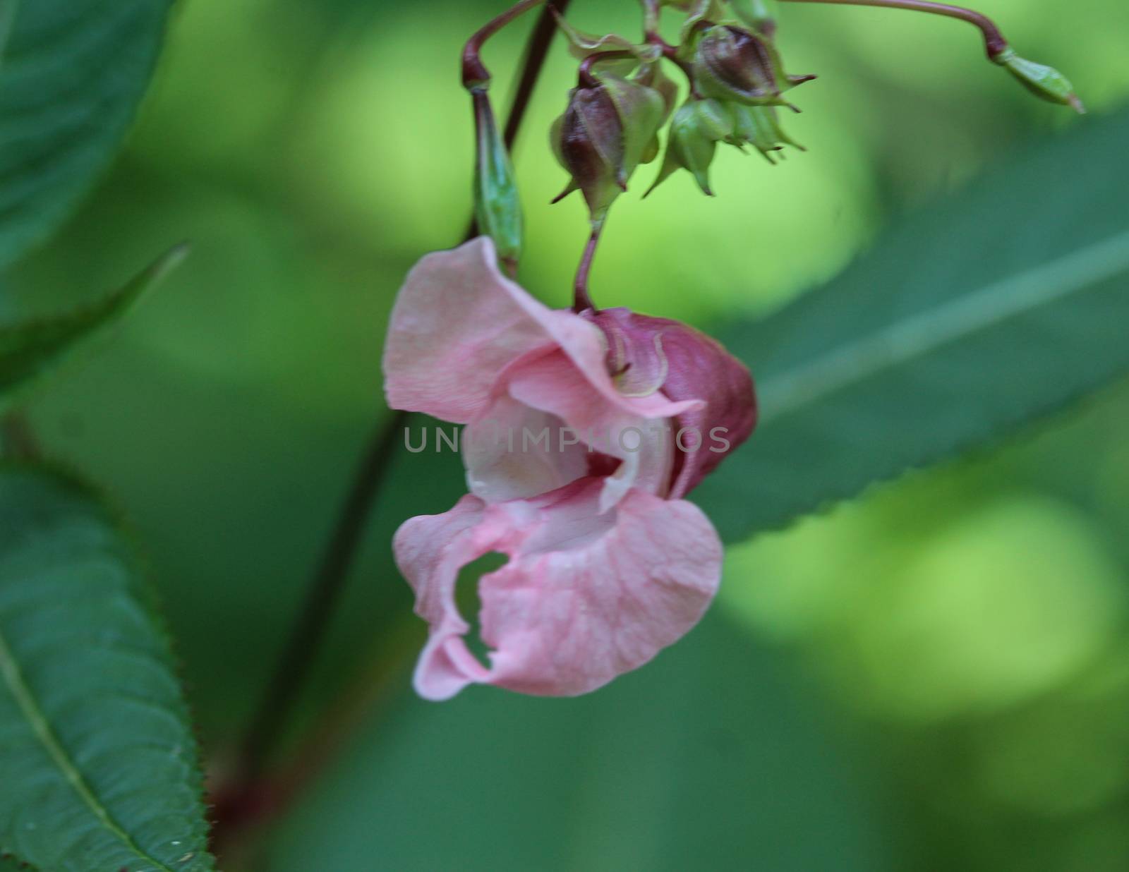 close up of Impatiens glandulifera flower, common names Policeman's Helmet, Bobby Tops, Copper Tops, Gnome's Hatstand and Himalayan Balsam