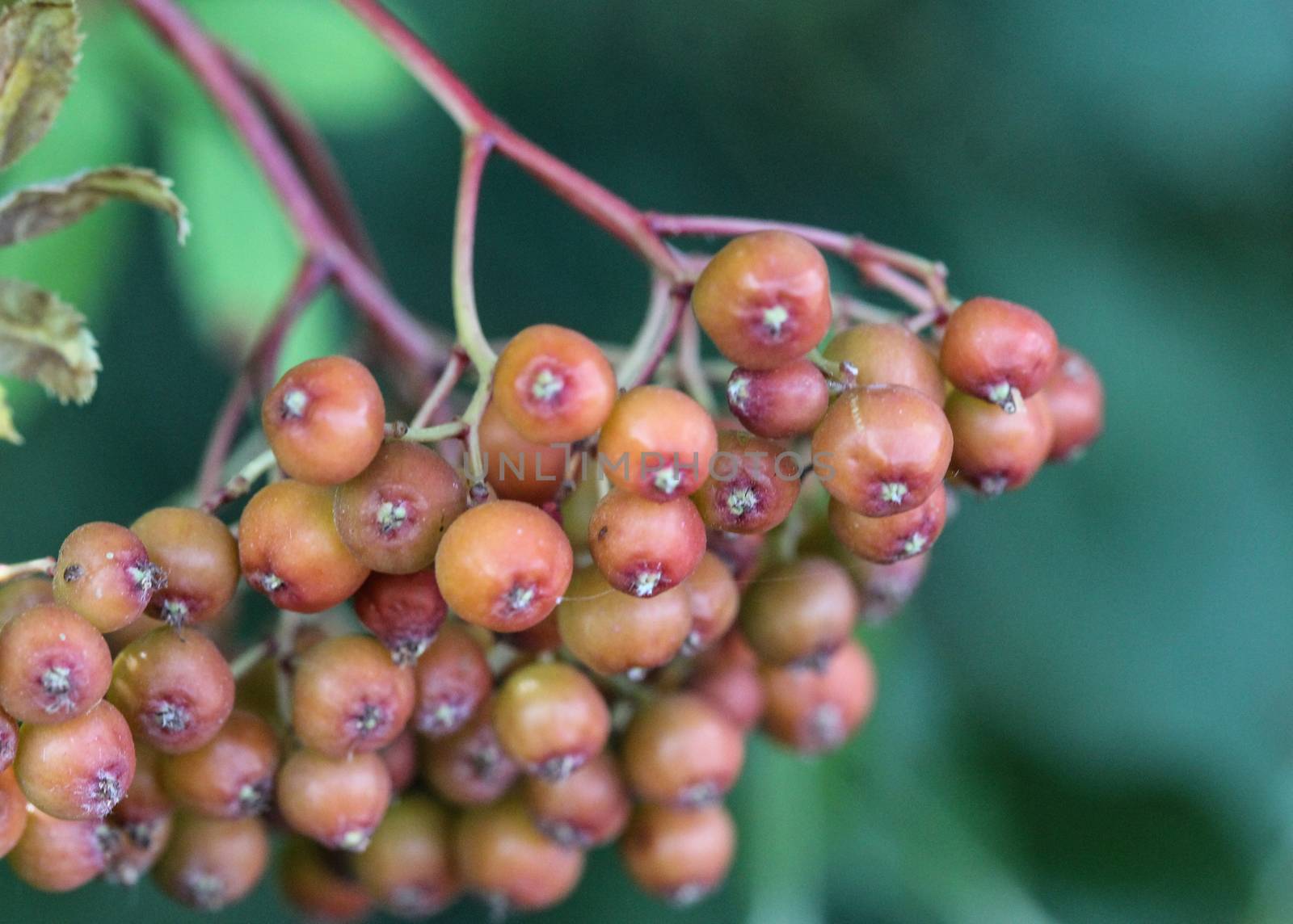 wild berries hanging on a tree from Sorbus aucuparia, commonly called rowan and mountain ash by michaelmeijer