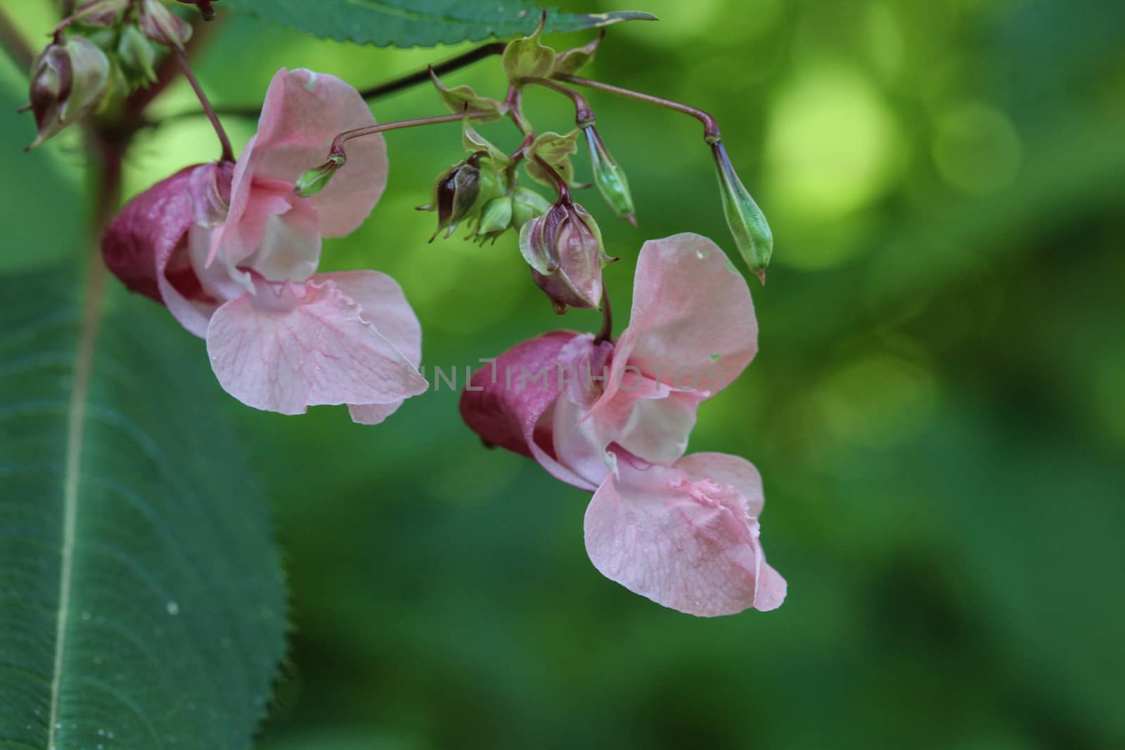close up of Impatiens glandulifera flower, common names Policeman's Helmet, Bobby Tops, Copper Tops, Gnome's Hatstand and Himalayan Balsam
